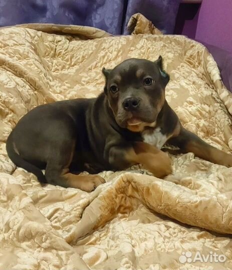 Американский булли(обмен) или продажа