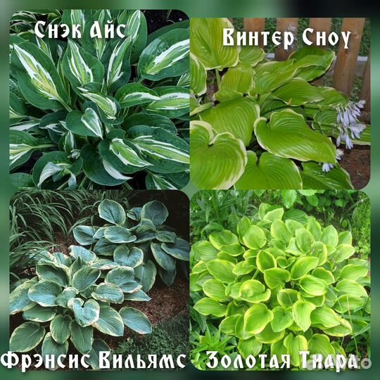 Хоста, Гейхеры