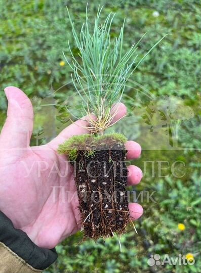 Сеянцы Лиственницы Сибирской с зкс в кассетах