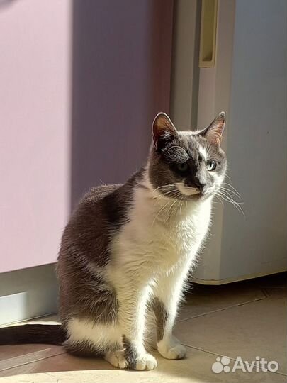 Кошечка ищет дом