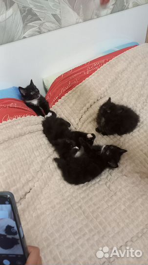 Отдам котят