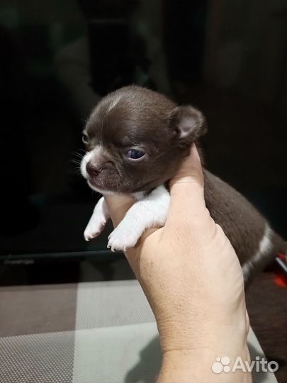 Чихуахуа шоколадный