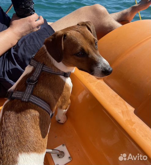 Вязка собак