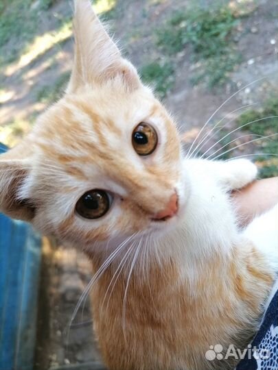 Отдам котяток в добрые руки