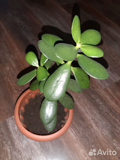 Комнатные цветы