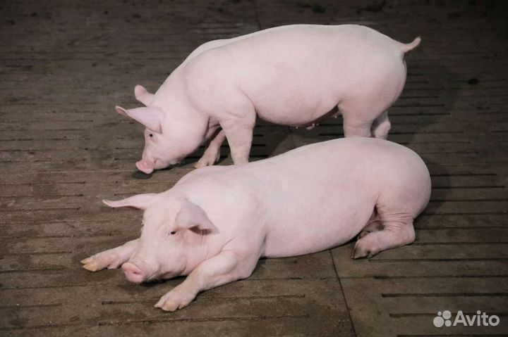 Осеменение свиней