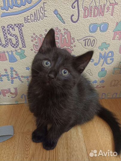 Котёнок Уголек 6.06.2023 г. р