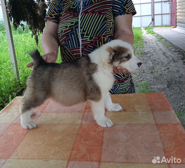 Щенки Алабая
