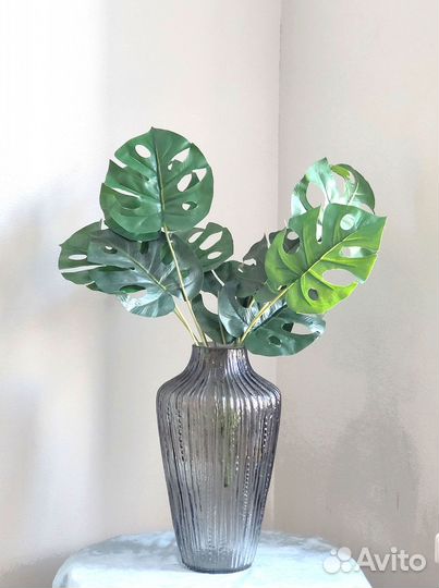 Растения для подоконника монстера опт