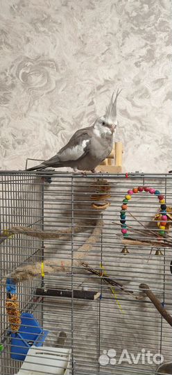 Попугай корелла