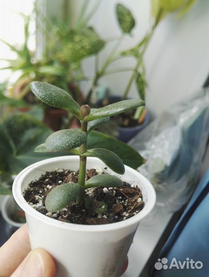 Комнатные цветы