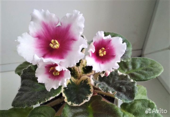 Сортовые фиалки, пасынки