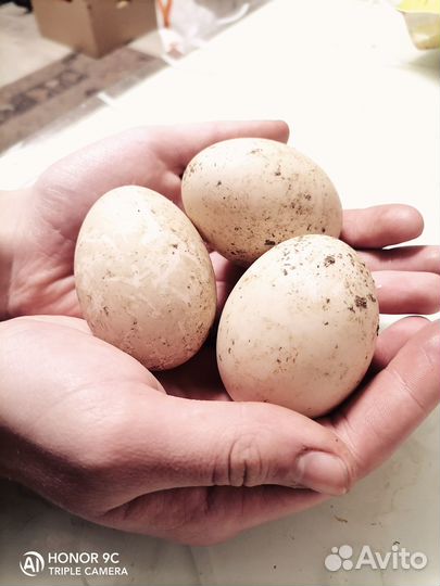 Утиное яйцо