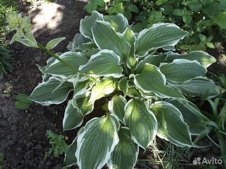 Растения для дома и дачи