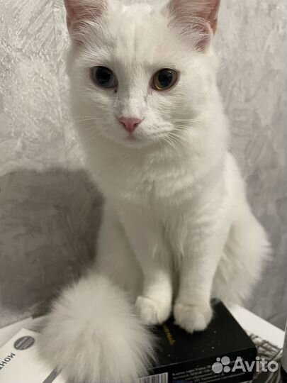 Белая кошечка подросток