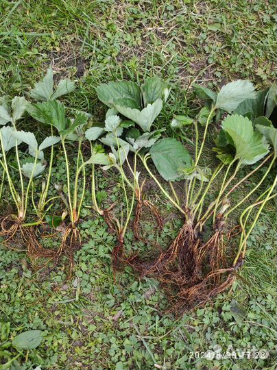 Клубника. Молодые кустики. Усы