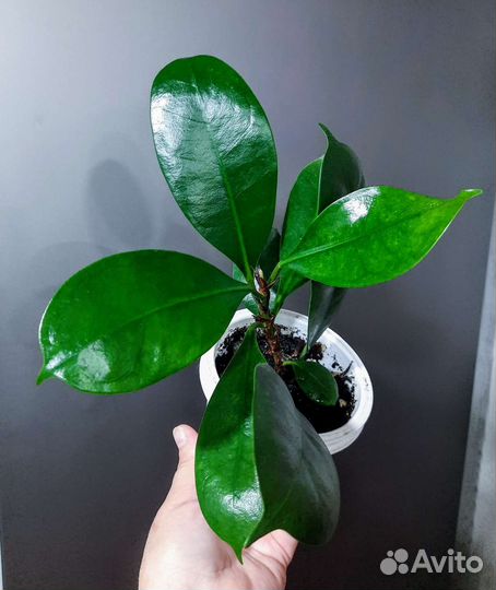 Комнатные цветы.Обновлен 16.09