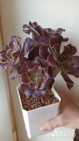 Эониум Велюр