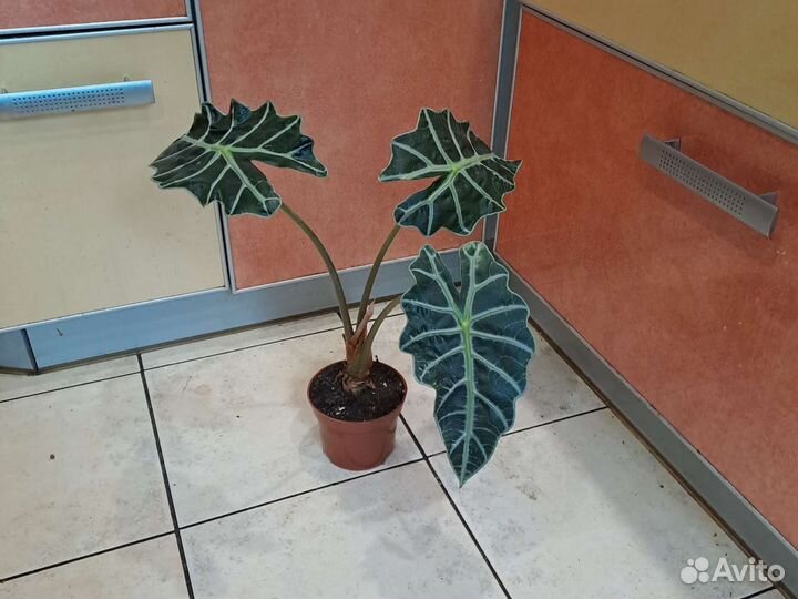 Алоказия Полли