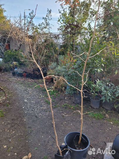 Гинкго билоба саженцы