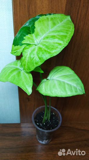 Сингониумы сортовые-2