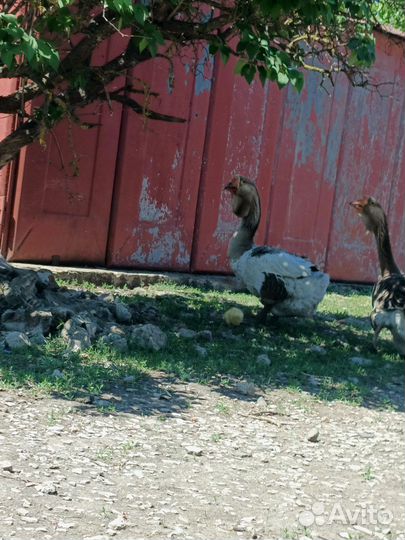 Холмогорские гусаки