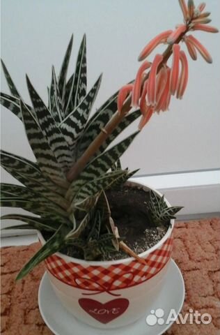 Алоэ пестрое