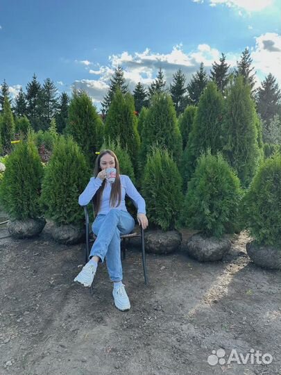 Туя Смарагд