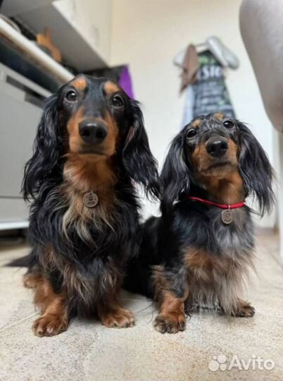 Адресники для собак