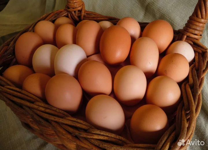 Домашние куриные яйца