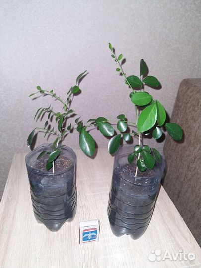 Мурайя метельчатая