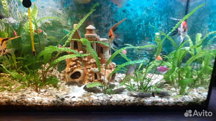 Аквариум 100 литров
