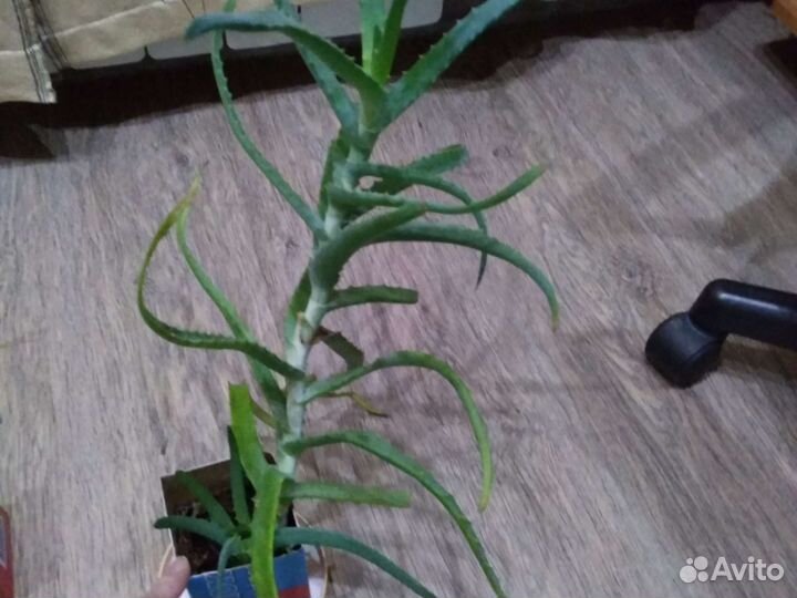 Алоэ,золотой ус