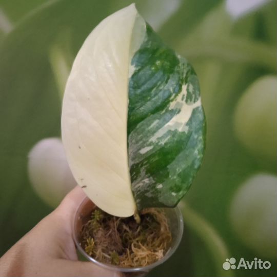 Монстера Лечлериана