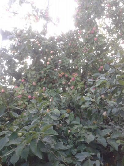 Участок 30 сот. (ИЖС)