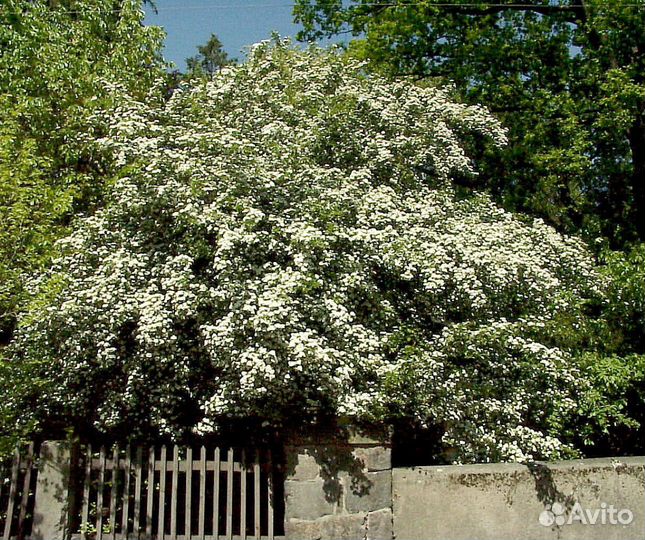 Саженцы боярышника обыкновенного