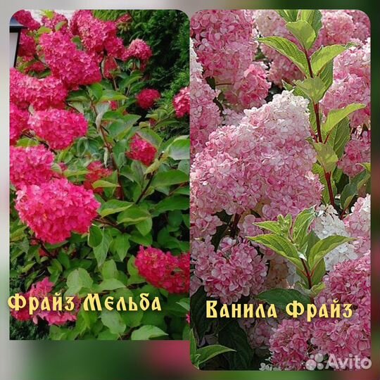 Гортензия Гибискус