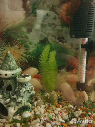 Фламинго оранжевые