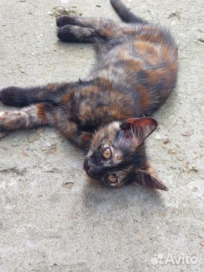 Котёнок девочка