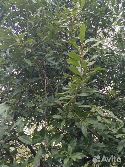 Лавровый лист