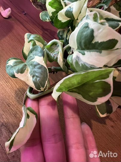 Хлорофитум. Сциндапсус эпипремнум