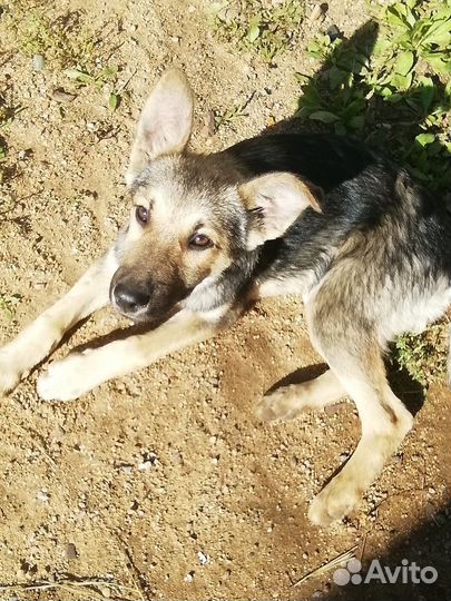 Собака дворняжка щенок