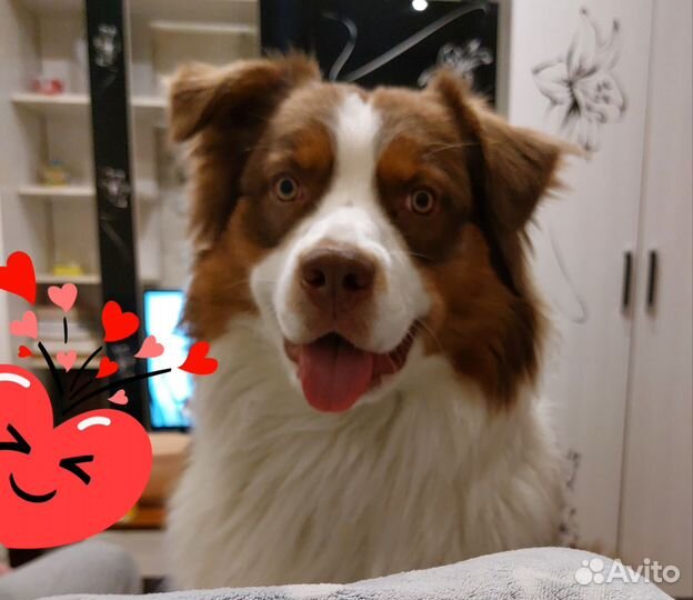 Отдам бесплатно