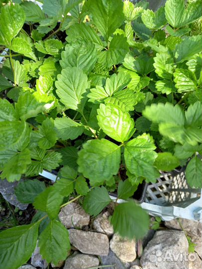 Земляника ремонтант. без.ус Рюге, Вайс солемахер