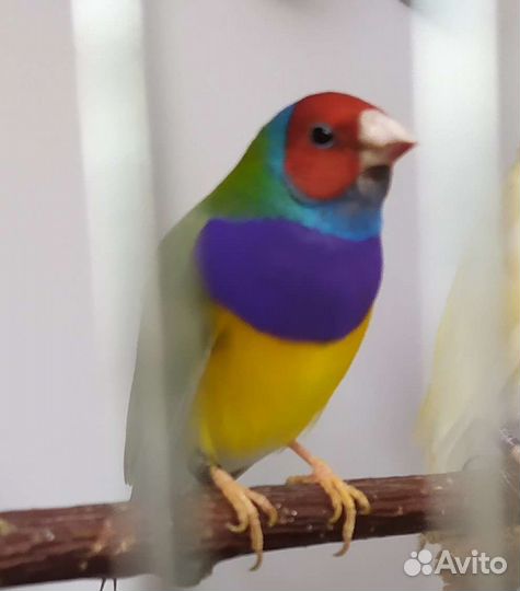 Амадины Гульда