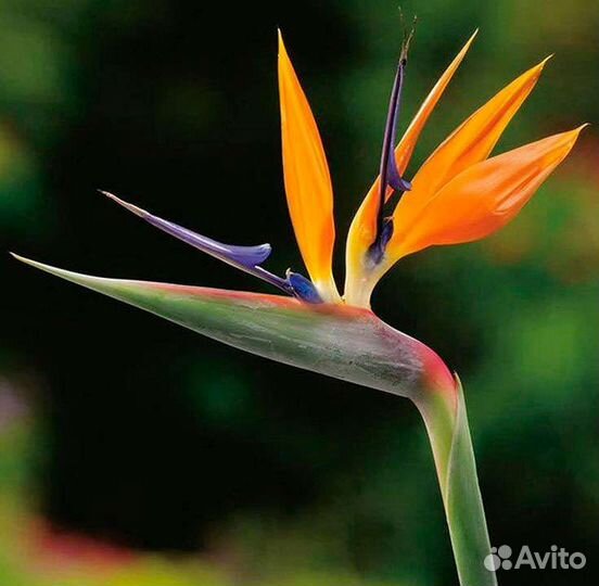 Стрелиция королевская