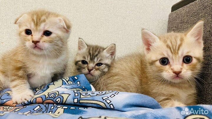 Миленькие котята
