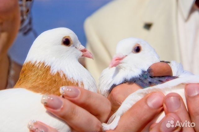 Белые голуби на свадьбу, на любое торжество