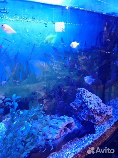 Аквариум