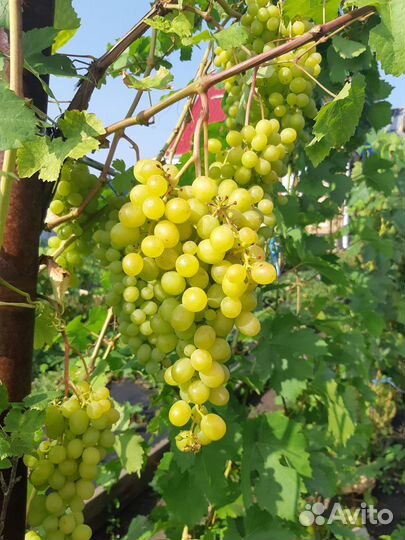 Саженцы 8 сортов винограда